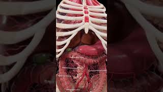 Abdominal Arteries The Most Interesting Blood Vessels [upl. by Nauqad]