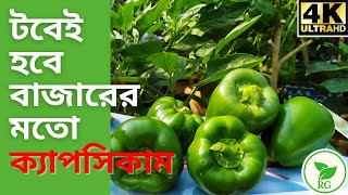 ছাদবাগানে টবেই ফলবে কেজি কেজি ক্যাপসিকাম  Grow CapsicumBell Pepper at Home  RAJ Gardens  4K [upl. by Jean-Claude]