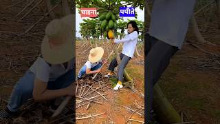 चाइना के किसान पपीते के पेड़ को क्यूं काट देते हैं 🤔 shorts facts amizingfact [upl. by Abbe543]