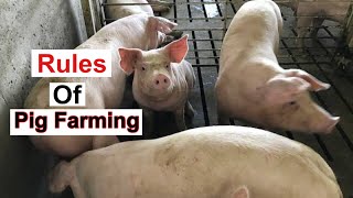 10 MustKnow Rules Of Pig Farming  Every PIG FARMER Should WATCH THIS [upl. by Anidualc]