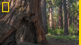 What Caused This Iconic Giant Sequoia Tree to Topple  National Geographic [upl. by Ratcliff]