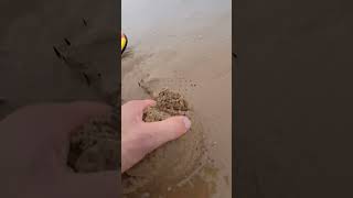 Saved life by pulling it out of the sand shortvideo [upl. by Youngman]