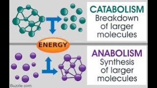 Metabolism Anabolism and Catabolism [upl. by Atteroc]