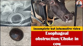 Esophageal obstruction in a cow by hair ballesophageal choke in cowsevere tympany [upl. by Emory304]