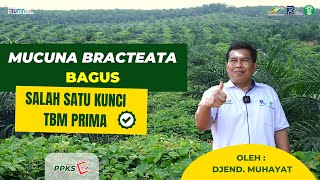 Mucuna bracteata Tips Penting untuk Mencapai TBM Prima [upl. by Aicre646]