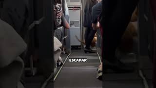 gato se escapa y camina en pasillo de avión mientras vuela [upl. by Ayoted]