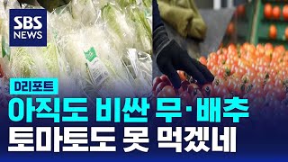 아직도 비싼 무·배추…토마토도 못 먹겠네  SBS  D리포트 [upl. by Bellew]