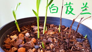 白芨兰发芽了！Bletilla striata [upl. by Avram]