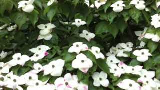 Flowering Cornus Dogwoods Four of the Best [upl. by Karp312]