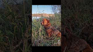 Tiktok sucks because they removed this video duckhunting duckdog godscountry hunting [upl. by Chenee]