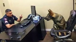 When you own a dog with an IQ 200 😲Funniest Dog Ever [upl. by Nibbs458]