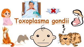 شرح Toxoplasma gondii [upl. by Savanna]