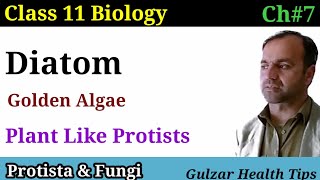 Diatom  Golden algae  Crysophyta  class 11th biology [upl. by Anawyt]