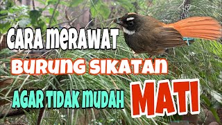 Cara merawat burung sikatan  kelana dua bird farm [upl. by Orsay]