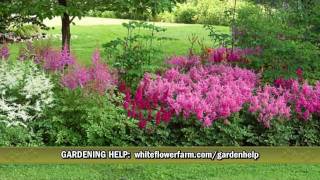 Cornerstone Astilbe Collection from White Flower Farm [upl. by Aeresed855]