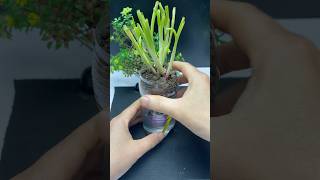 Ingenious ideas in your home every gardener should know this shorts diy bottle garden [upl. by Anilrahc]