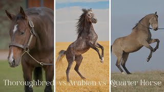 Arabian Horse vs Thoroughbred Horse vs Quarter Horse  Facts Comparison [upl. by Onej]