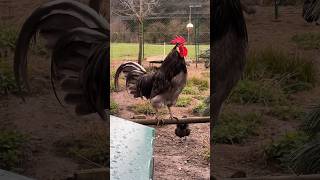 Silverudds Blå Hahn Michel kräht silveruddsblå rooster chickens gallo backyardchickens 🐓 [upl. by Bradlee326]