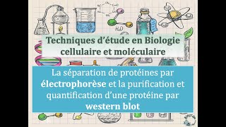 Fiches techniques  Electrophorèse de protéines et Western Blot [upl. by Ttnerb147]