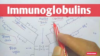 Immunoglobulins  Antibody  Structure  Type of Immunoglobulins  Biochemistry [upl. by Enyrehtac]