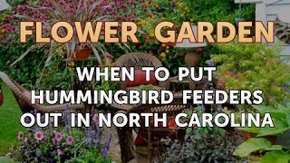 When to Put Hummingbird Feeders Out in North Carolina [upl. by Rubma]