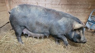 Gilts First Farrowing  Signs amp Behaviors Before Labor  How Did Our 1st Time Momma Do [upl. by Oos]