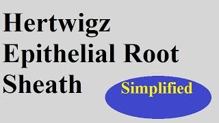 Hertwigz epithelial Rootsheath  Devp of tooth Part 1c [upl. by Lilli]