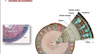 Tecidos de Condução  xilema e floema [upl. by Eecyac]