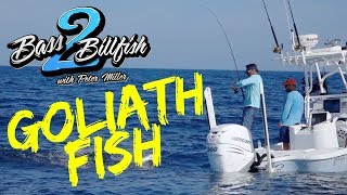 Reeling In A Goliath Grouper  Bass 2 Billfish [upl. by Namaan]