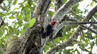 Palebilled Woodpecker Drumming  Birds of Costa Rica birds wildlife nature [upl. by Addie864]