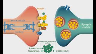 Autonomic Nervous system animation Neuromuscular Junction Blockers [upl. by Palumbo]