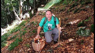 La magia dei funghi in Ticino [upl. by Grimes]