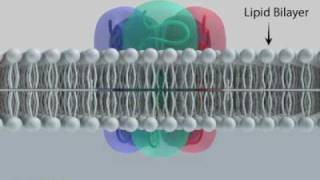 GABAA Receptor Subunits and Ion Channel [upl. by Yuu]