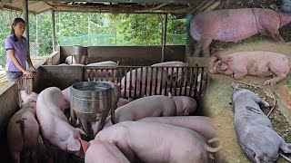 Full video African cholera destroys an entire herd of pigs on a farm  Ep 221 [upl. by Lanae]