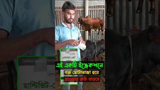 গরুর রুচি বৃদ্ধি ও মোটাতাজা করার ইনজেকশন।গরুপালন গরুমোটাতাজাকরন cowfarm farming shortsvideo [upl. by Aken]