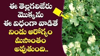 తెల్ల గలిజేరు ఉపయోగాలు  tella galijeru plant uses in telugu atikamamidi uses in telugu [upl. by Nur560]