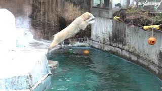 天王寺動物園のホッキョクグマ「ホウちゃん」、母親の「イッちゃん」が出園して一人ぼっちに [upl. by Jeraldine]