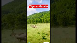 Tiger vs Gazelle Tazama vita kali ya swala na Chui🔥shorts subscribe [upl. by Amoritta931]