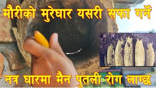 Mauriko Mure ghar Kasari safa garne Mauri ghar safa garne tarika मौरी को घार कसरी सफा गर्ने [upl. by Ykcin]