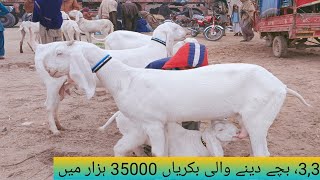 World biggest beautiful goats 20 Bakriyan low price 45k per head absolutely VIP breed03146657406 [upl. by Naelopan]