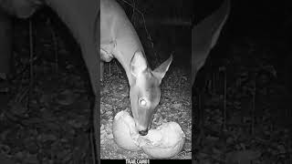 Deer chows down on a festive Halloween Pumpkin Treat wildlife trailcam halloween whitetaildeer [upl. by Violeta]