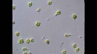 Cytoplasmic movement between cells of Chlorarachniophyte クロララクニオン藻の細胞間における原形質の移動 [upl. by Onej]