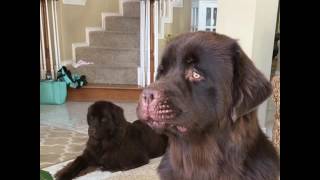 Newfoundland Puppy Boomer sounds more like a Rooster than a dog [upl. by Sukram]