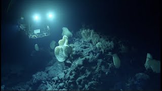 NeverBeforeSurveyed Seamount Reveals Stunning Biodiversity  Nautilus Live [upl. by Ynnej]