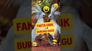 FAKTA UNIK  BURUNG KAGU faktaunik faktamenarik faktadunia birds [upl. by Nickerson471]