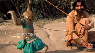 Best monkey dance  Bandriya ka dance  bandar tamasha [upl. by Neddie789]