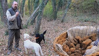 Come CERCARE TARTUFI nelle Crete Senesi  TARTUFO BIANCO [upl. by Earb]