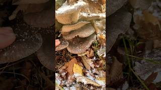 Winterpilz oder Hühnerfleisch foraging nature wald selbstversorger pilze veggies food vegan [upl. by Chaim761]