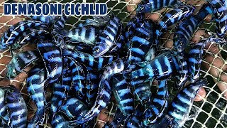 DEMASONI CICHLID FISH NETTING [upl. by Aenehs372]