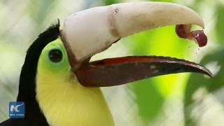 Costa Rican toucan regains normal life with prosthetic beak [upl. by Ettellocin]